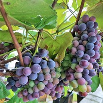 [모든원예조경] 포도나무 묘목 (켐벨) 삽목1년생 포도묘목 과수 유실수, 1개