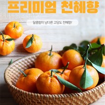 제주 햇천혜향 천해양 천헤향 1kg 3kg 5kg 10kg 제철 택배 시세