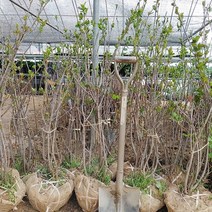 아로니아 결실주 (화분묘) 대품, 1개