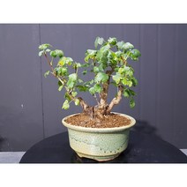 까마귀밥여름나무