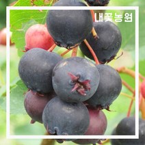 준베리(발레리나) 결실주(분)