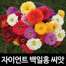 자이언트 백일홍 씨앗 백일홍씨앗 다알리아 씨앗 50알