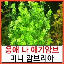 수초하우스) 미니 암브리아, 12줄기(싸게더많이)