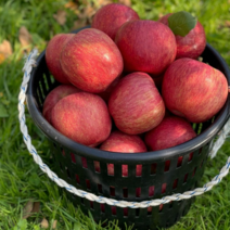 [산지직송]꿀사과 경북사과 달콤달달 부사 최상급 가정용 흠집사과 선물용 초특가 세일판매중 5kg, 맛있는 가정용 사과 5kg(10~16과), 1개