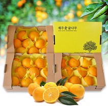 푸드품격 서귀포 황금향 귤로향 2kg 3kg 5kg 제주도 하우스 감귤 카라향 제주 귤 타이벡 농장직송 가정용 선물용, 황금향 4.5kg(15~30과)선물용 X 1box