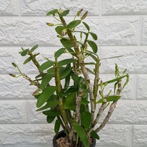 덴드로비움(핑크)석곡27