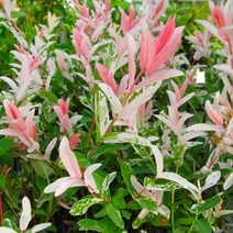셀릭스_플라밍고셀릭스 20cm 포트 (h0.6m) 조경수 관상수 삼색버드나무 수입포트묘 꽃보러가자, 1개