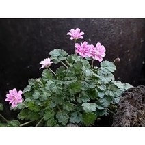 미니겹풍로초 10cm화분묘 (2개) 노지월동 다년생 상시연속개화 미니종 천지가야생화