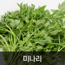 약수농장 싱싱한 미나리 4kg, 1박스