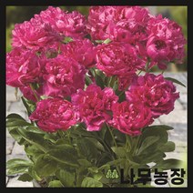 (나무농장) 왜성 향수작약(런던) 구근