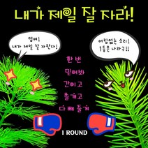 [수초교실] 내가 제일 잘 자라 수초 세트 많이 줄게 더 줄게, 3종 (총 15촉)