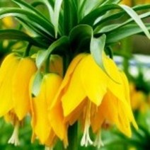 패모 4주 루티아