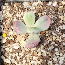 꽃다리 방울복랑금 21 다육식물 다육금 아이만배송, 1개