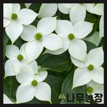 (나무농장) 산딸나무 실생 2년생 묘목 ( 3주묶음 )