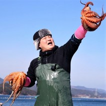 통영 문어 산지직송 자연산 돌문어 문어 제수용문어 1.5kg 2kg 3kg 5kg, 제수용문어 1.5kg (1미)