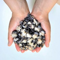 국내산 친환경 하동 우렁이살 우렁이쌈밥 왕우렁이 1kg, 1개