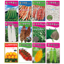 완두콩 흰강낭콩 콩 수수 옥수수 들깨 깻잎 토마토 열무 씨 씨앗 키우기, 박사찰옥수수(150립)