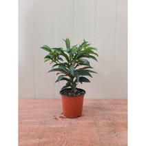 만냥금 / 랜덤 발송 / 나무 높이만 20cm내외, 1개