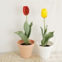 갑조네 튤립 튤립구근 구근 생화 구근식물, (랜덤)