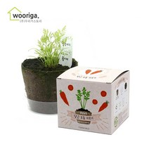 우리가스토리 미니화분키우기 꽃 화초 공기정화식물 새싹 허브 텃밭 화분, 1개, 팜팜농장_당근