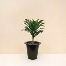 마이플랜트 [마이플랜트]드라세나 콤팩타 공기정화식물 중형 식물키우기 모종, 1개, 드라세나 콤팩타
