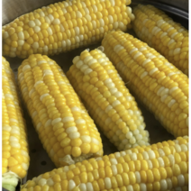[국내산] 제주 초당옥수수 미니 특품 10개 옥수수 미니초당옥수수 고당도옥수수 옥수수, 10개(15cm이상)