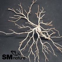 SM 토네이도 가지유목