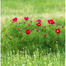 강렬한 붉은꽃 여름복수초 종자 20립 원예종묘 겨울꽃씨 파종 화단가꾸기