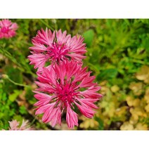 꽃씨앗 수레국화 레드 (30립) -일년초