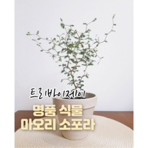 트리바이제이 마오리소포라 실내공기정화식물 그늘에서잘자라는식물 반려식물 거실화초, 마오리 소포라(식물만)