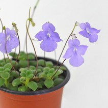 마이플랜트 [마이플랜트]바위 바이올렛 (소형) 꽃모종 베란다월동 야생화 공기정화식물 삭소롬, 선택완료, 단품없음