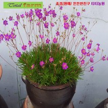팝플라워 [꽃씨] 초화화 (불꽃놀이채송화) 10립, 1개