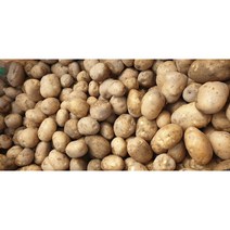 강원평창 두백감자 대관령 설봉감자, 특 5kg, 1개