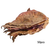 3050100pcs 자연 terminalia catappa foetida 잎 섬 아몬드 잎 물고기 처리 청소 탱크, 50개