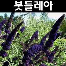 붓들레아(블랙나잇) 10cm포트 5개/나무 묘목/꽃나무/조경용