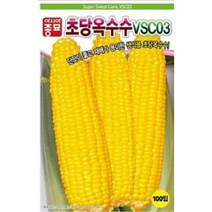 단맛이좋은 초당옥수수 씨앗(100립)(A0177)
