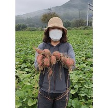 여윤농산물 오리지널 여주 고구마 꿀고구마 하루까고구마 베로니카고구마 3kg 5kg, 중 3kg