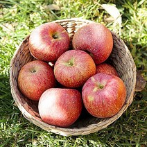 당도높은 껍질채먹는 빨간 가정용 햇 꿀이쏙쏙 사과, 10kg