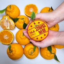 제주 한라봉 5kg 가정용 고당도 제주도 제철 과일 할라봉, 특대과 5kg (10~16과)