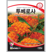 투베로사 씨앗 100립 꽃씨