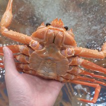 동해안 B급 자숙연지홍게 3KG 10-13미 영덕대게 신선함