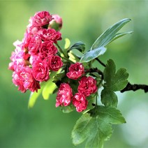 홍화산사나무 (접목1년) 특묘 묘목 - 정원 꽃나무 약용수