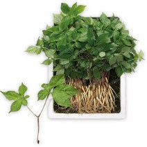 청유담 명품 새싹삼 새싹인삼 인삼새싹 사포닌 인삼/수삼/장뇌삼, 01_50뿌리