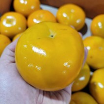 [농장직송] 아삭하고 달달한 단감 품질 선별후 배송상품, 품질보증 단감 (상) 5kg(27~30과)