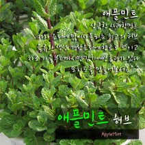 애플민트(허브티/식용허브/노지월동/모히토) 지름 9cm 소품 허브화분, 5개
