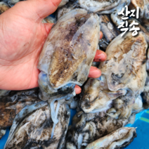 남해안 산지직송 제철 생물 갑오징어 1kg 7-9미 통갑오징어, 1개