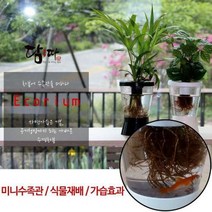 샤인빈 에코리움 수족관화분 수경재배 미니수족관, 블랙