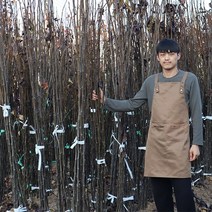 배나무 묘목 접목1년생, 신고배나무 접목1년생
