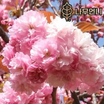 벚꽃나무 나무언니, 겹벚나무 R4cm 개화주 분묘, 1개