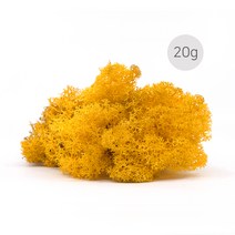 비오스 스칸디아모스 천연이끼 습도조절 공기정화 식물-20g, 20g-7번 옐로우